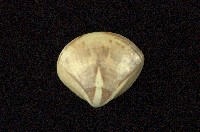 藏品(普通文蛤)的圖片